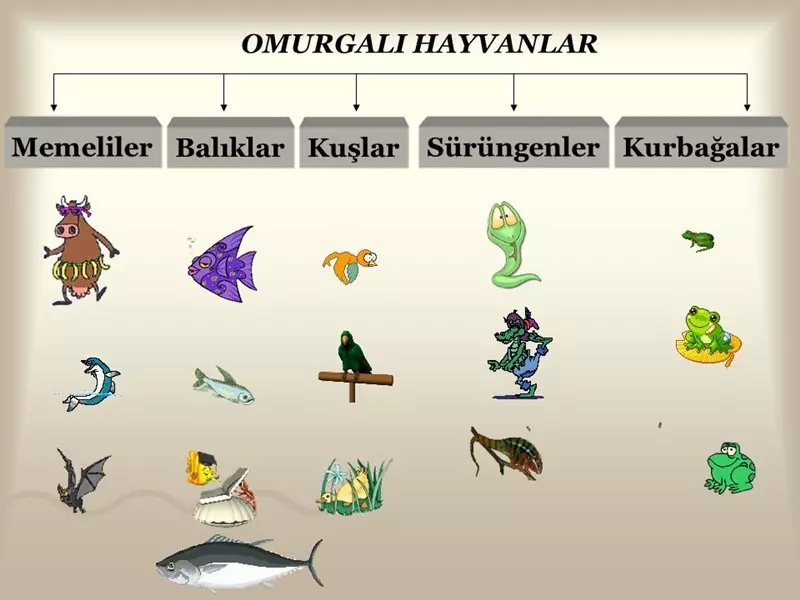 canlilar-ortak-ozellikleri