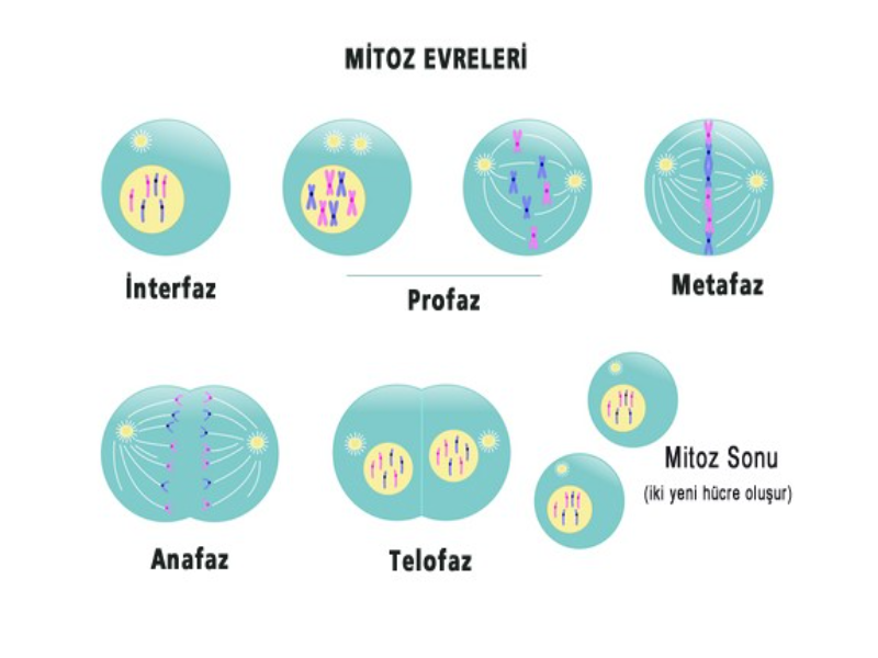 mitoz bolunme